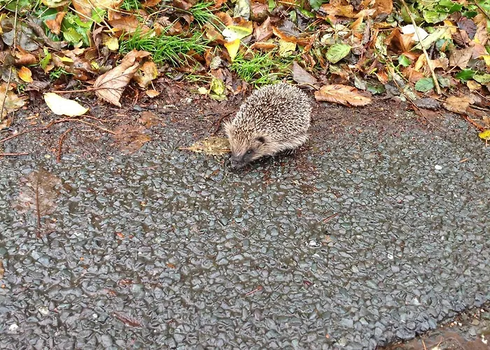 Bed & Breakfast Sweetbriar And 3*